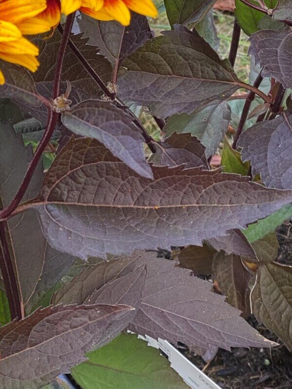 Heliopsis 'Funky Spinner', Astracées, plante vivace, Fête des plantes automne, Domaine de Saint-Jean de Beauregard, Saint-Jean de Beauregard (91)