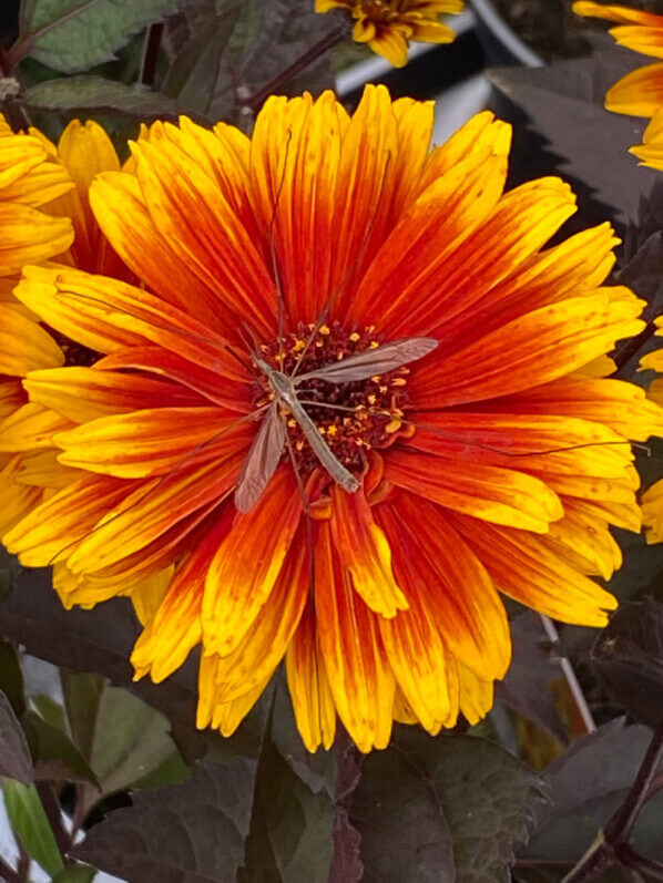 Heliopsis 'Funky Spinner', Astracées, plante vivace, Fête des plantes automne, Domaine de Saint-Jean de Beauregard, Saint-Jean de Beauregard (91)