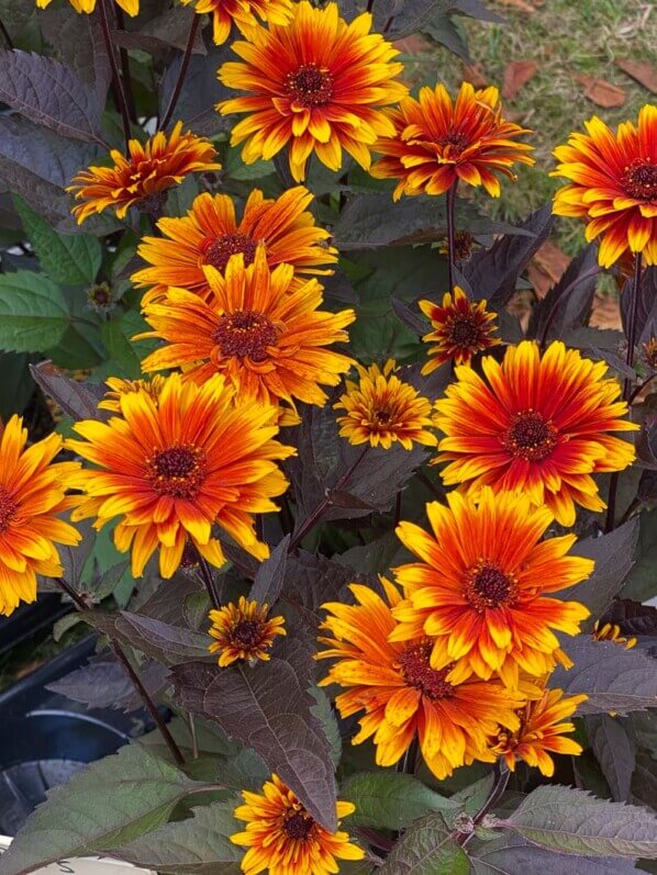 Heliopsis 'Funky Spinner', Astracées, plante vivace, Fête des plantes automne, Domaine de Saint-Jean de Beauregard, Saint-Jean de Beauregard (91)