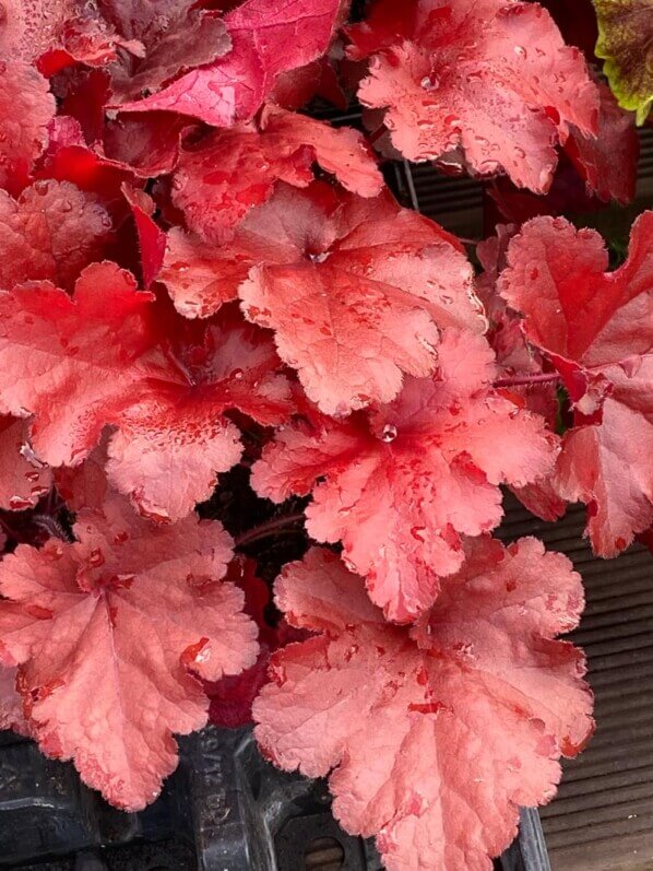 Heuchera 'Forever Red', plante vivace, Fête des plantes automne, Domaine de Saint-Jean de Beauregard, Saint-Jean de Beauregard (91)