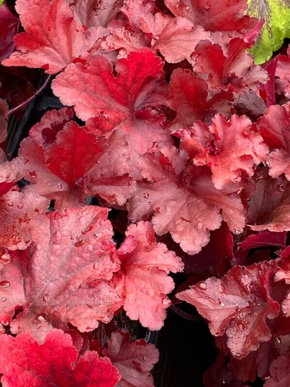 Heuchera 'Forever Red', plante vivace, Fête des plantes automne, Domaine de Saint-Jean de Beauregard, Saint-Jean de Beauregard (91)