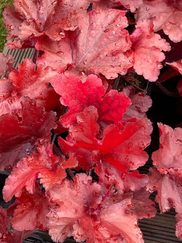 Heuchera 'Forever Red', plante vivace, Fête des plantes automne, Domaine de Saint-Jean de Beauregard, Saint-Jean de Beauregard (91)