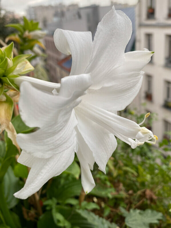 Fleur de l'Hosta plantaginea 'Venus' en été sur mon balcon parisien, Paris 19e (75)