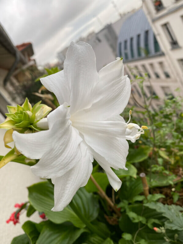 Fleur de l'Hosta plantaginea 'Venus' en été sur mon balcon parisien, Paris 19e (75)