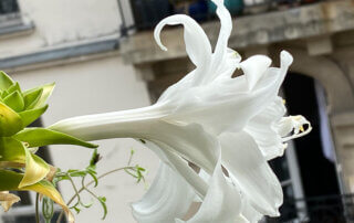 Fleur de l'Hosta plantaginea 'Venus' en été sur mon balcon parisien, Paris 19e (75)