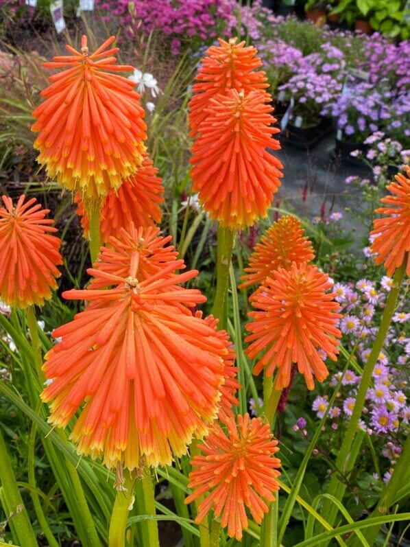 Kniphofia rooperi, plante vivace, Fête des plantes automne, Domaine de Saint-Jean de Beauregard, Saint-Jean de Beauregard (91)