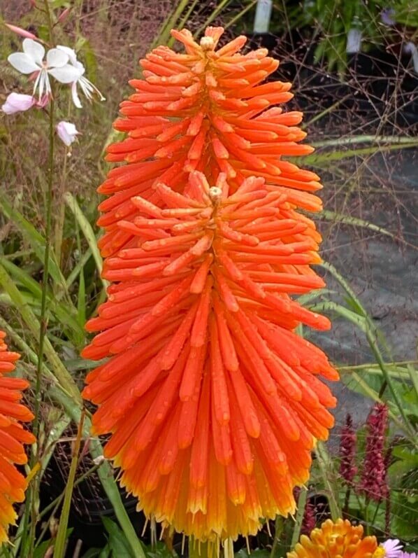 Kniphofia rooperi, plante vivace, Fête des plantes automne, Domaine de Saint-Jean de Beauregard, Saint-Jean de Beauregard (91)