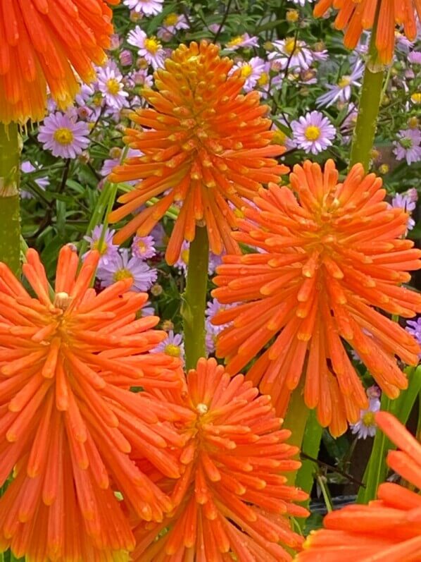 Lire la suite à propos de l’article Kniphofia rooperi