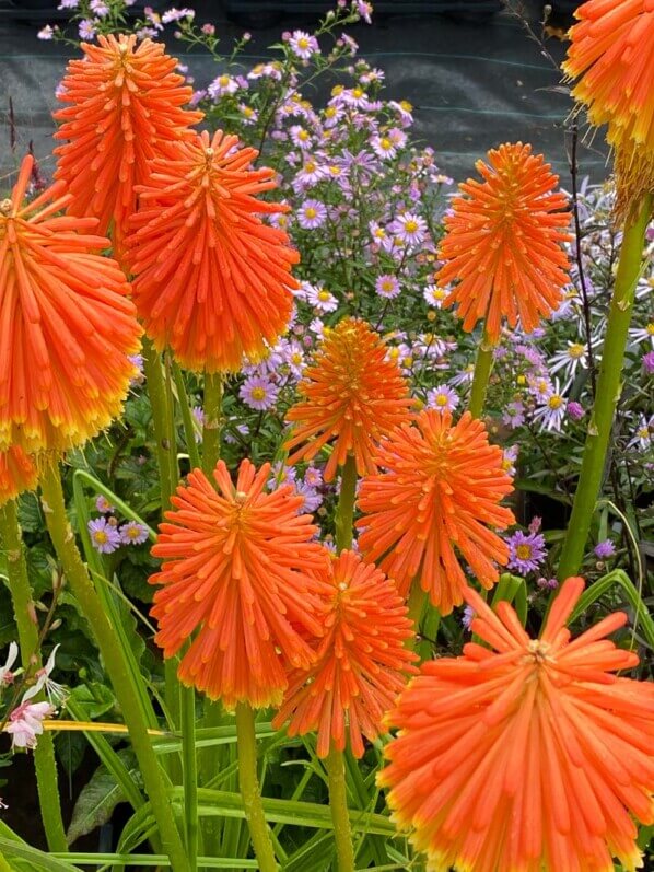 Kniphofia rooperi, plante vivace, Fête des plantes automne, Domaine de Saint-Jean de Beauregard, Saint-Jean de Beauregard (91)