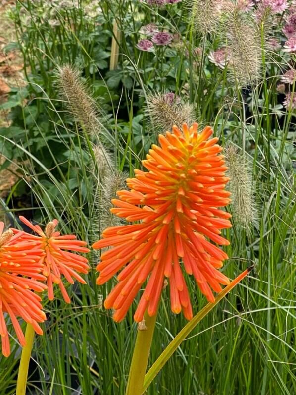 Kniphofia rooperi, plante vivace, Fête des plantes automne, Domaine de Saint-Jean de Beauregard, Saint-Jean de Beauregard (91)