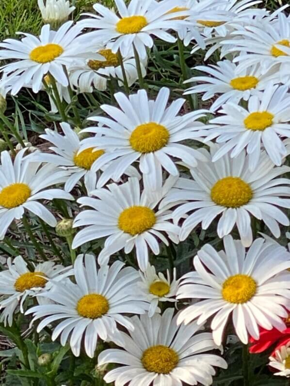 Marguerite, Leucanthemum x superbum 'Madonna', Astéracées, en fin d'été dahs le Jardin des Plantes, Paris 5e (75)