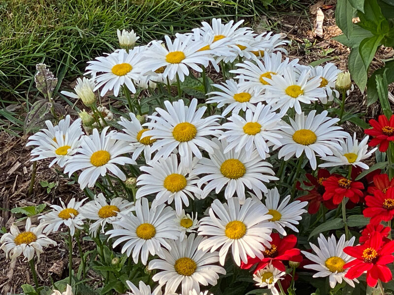 Marguerite, Leucanthemum x superbum 'Madonna', Astéracées, en fin d'été dahs le Jardin des Plantes, Paris 5e (75)