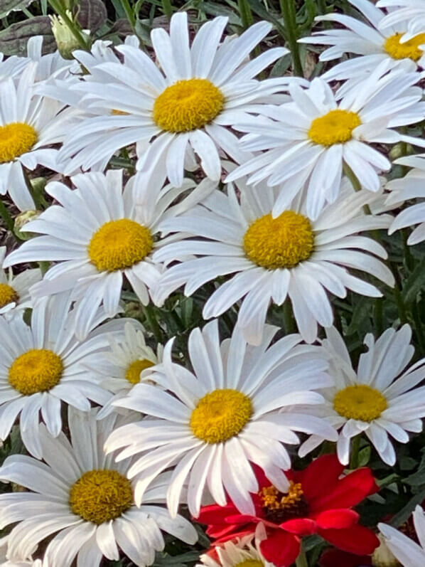 Marguerite, Leucanthemum x superbum 'Madonna', Astéracées, en fin d'été dahs le Jardin des Plantes, Paris 5e (75)