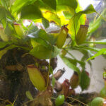 Nepenthes 'Bloody Mary', plante d'intérieur, terrarium, Paris 19e (75)