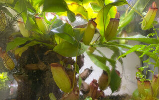 Nepenthes 'Bloody Mary', plante d'intérieur, terrarium, Paris 19e (75)