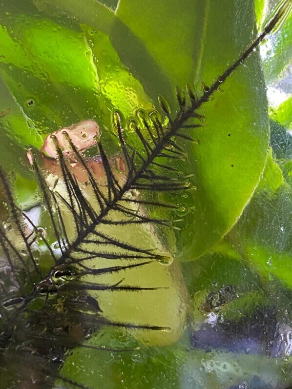 Racines de Nepenthes 'Bloody Mary', plante d'intérieur, terrarium, Paris 19e (75)