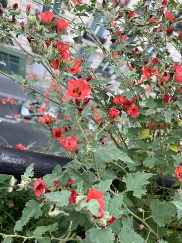 Sphaeralcea 'Newleaze Coral' en été sur mon balcon parisien, Paris 19e (75)