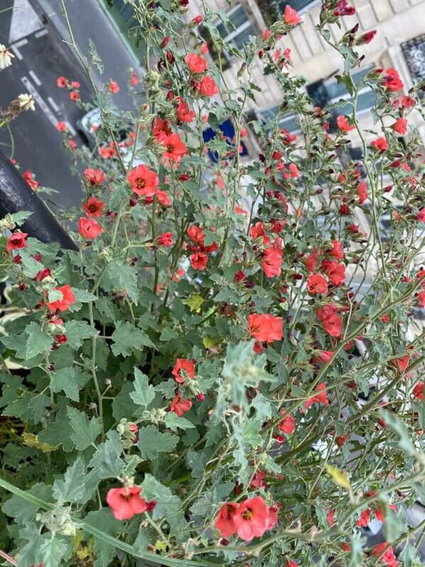 Sphaeralcea 'Newleaze Coral' en été sur mon balcon parisien, Paris 19e (75)