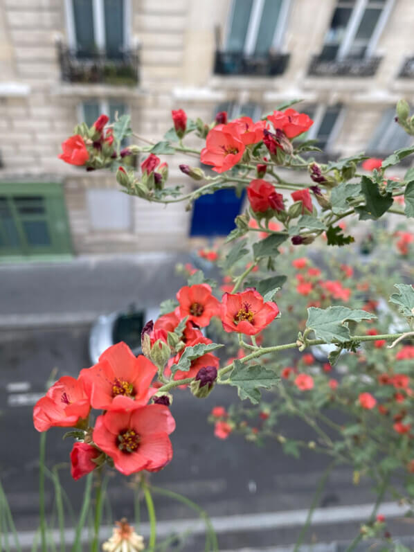 Lire la suite à propos de l’article Sphaeralcea ‘Newleaze Coral’, une gerbe de fleurettes sur mon balcon parisien