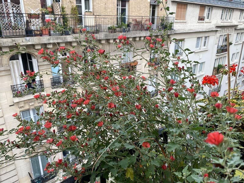 Sphaeralcea 'Newleaze Coral' en été sur mon balcon parisien, Paris 19e (75)
