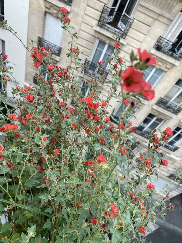 Sphaeralcea 'Newleaze Coral' en été sur mon balcon parisien, Paris 19e (75)