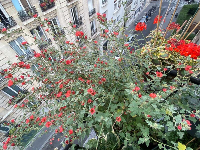 Sphaeralcea 'Newleaze Coral' en été sur mon balcon parisien, Paris 19e (75)