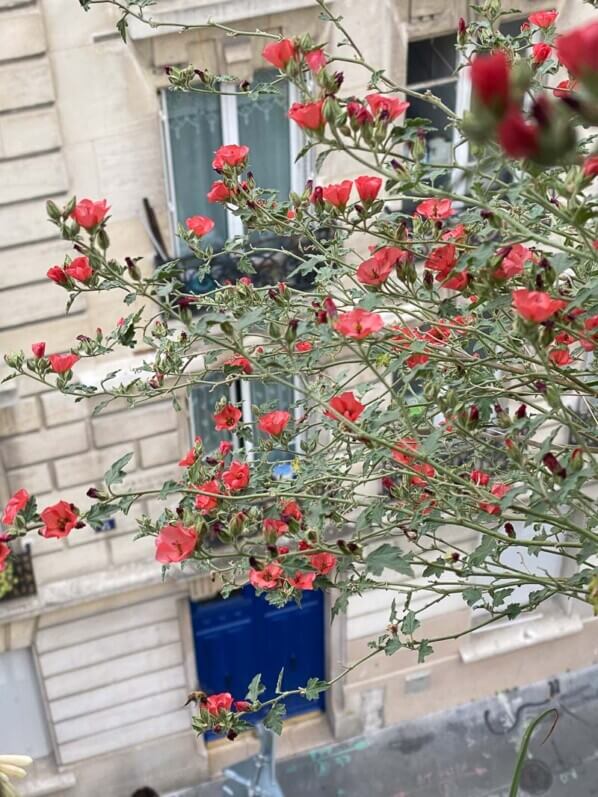 Sphaeralcea 'Newleaze Coral' en été sur mon balcon parisien, Paris 19e (75)