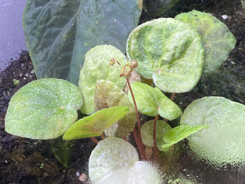 Begonia obtenu dans un semis de B. nurii Red, terrarium, plante d'intérieur, terrarium, Paris 19e (75)