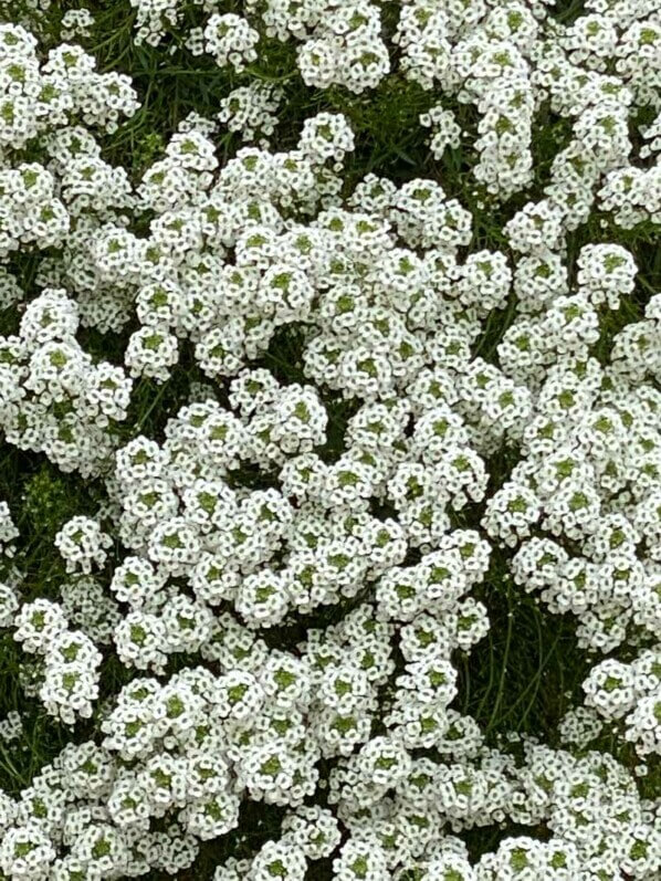 Lire la suite à propos de l’article Infatigable alysse odorant (Labutaria maritima)