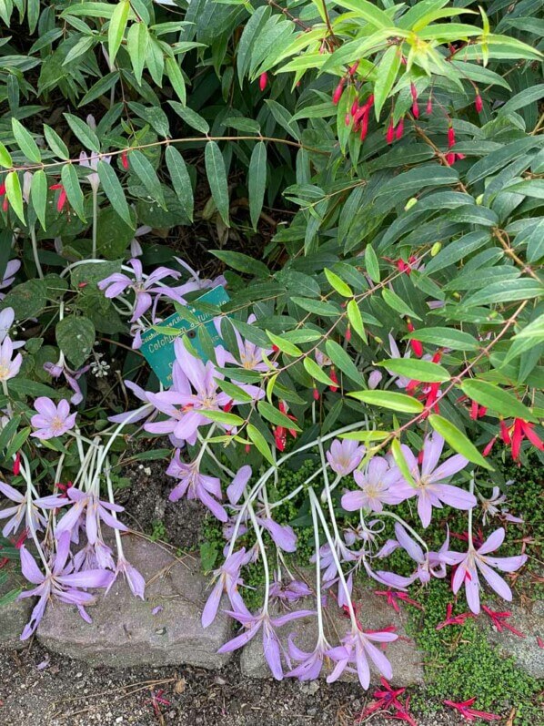 Colchique, Colchicum automnale, Fuchsia, Parc floral, Paris 12e (75)