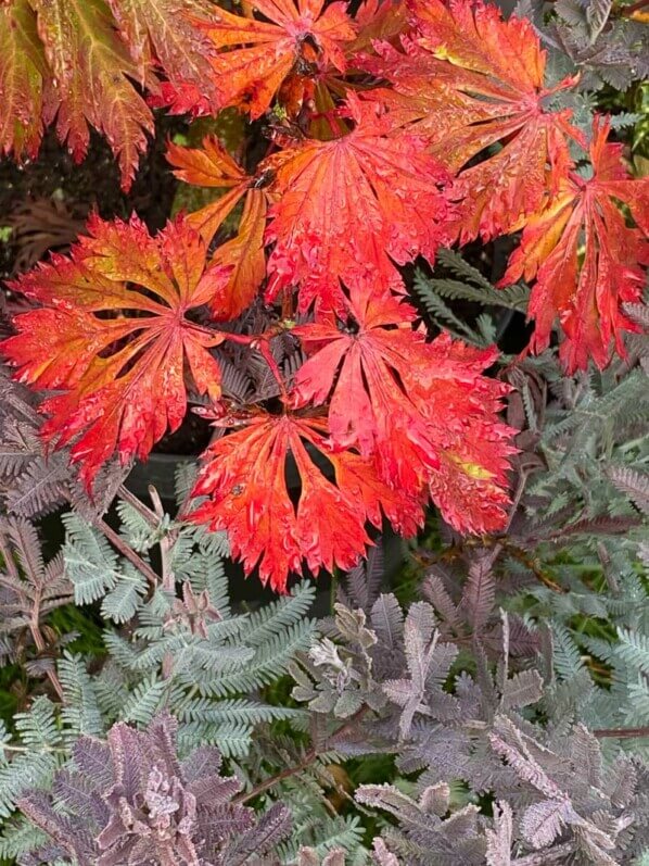 Acer japonicum 'Aconitifolium', feuillage d'automne, Journées des plantes, Domaine de Chantilly, Chantilly (60)