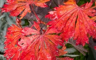 Acer japonicum 'Aconitifolium', feuillage d'automne, Journées des plantes, Domaine de Chantilly, Chantilly (60)