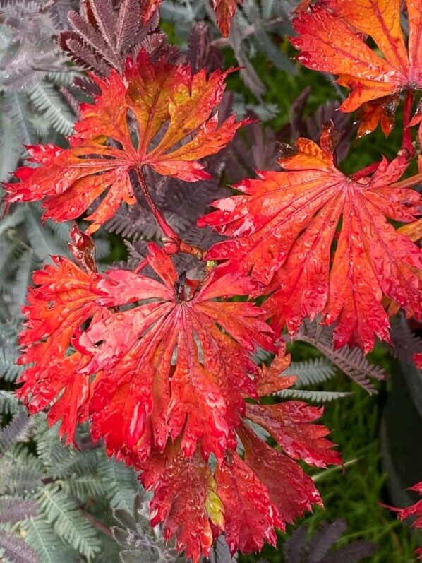 Acer japonicum 'Aconitifolium', feuillage d'automne, Journées des plantes, Domaine de Chantilly, Chantilly (60)