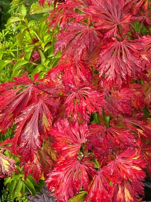 Acer japonicum 'Aconitifolium', feuillage d'automne, Journées des plantes, Domaine de Chantilly, Chantilly (60)