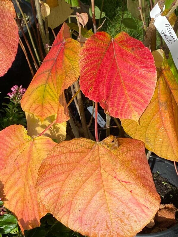 Alcornea davidii, Euphorbiacées, Journées des plantes, Domaine de Chantilly, Chantilly (60)