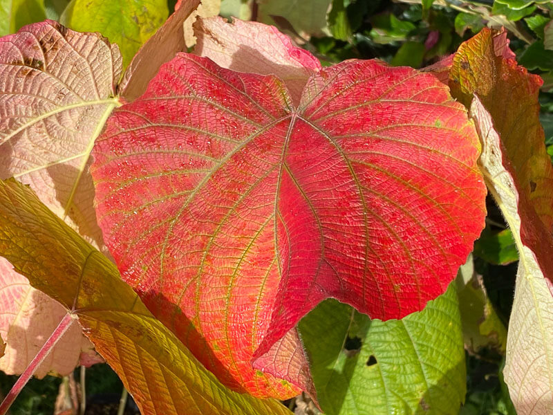 Alcornea davidii, Euphorbiacées, Journées des plantes, Domaine de Chantilly, Chantilly (60)