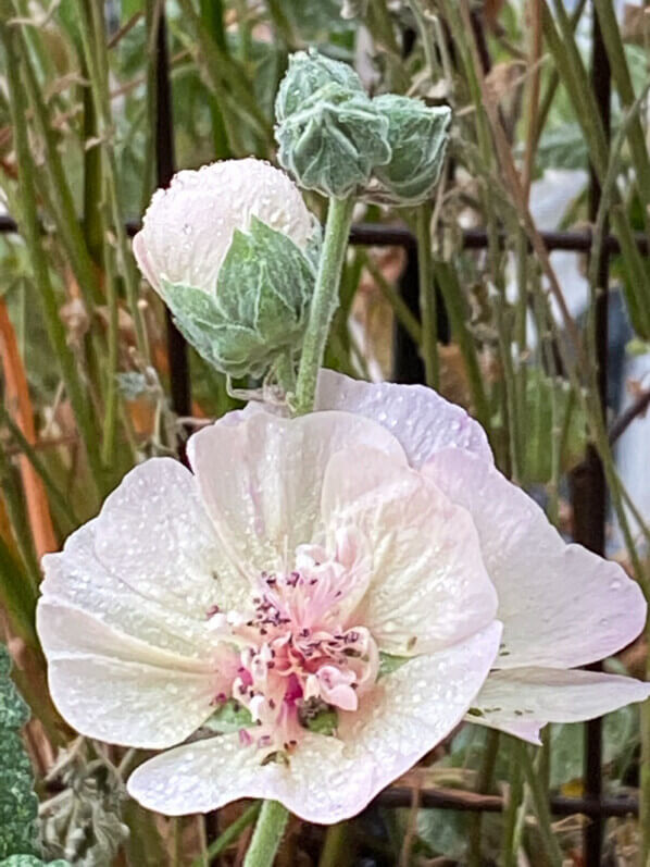 Alcathea suffrutescens 'Parkallee' en automne sur mon balcon parisien, Paris 19e (75)