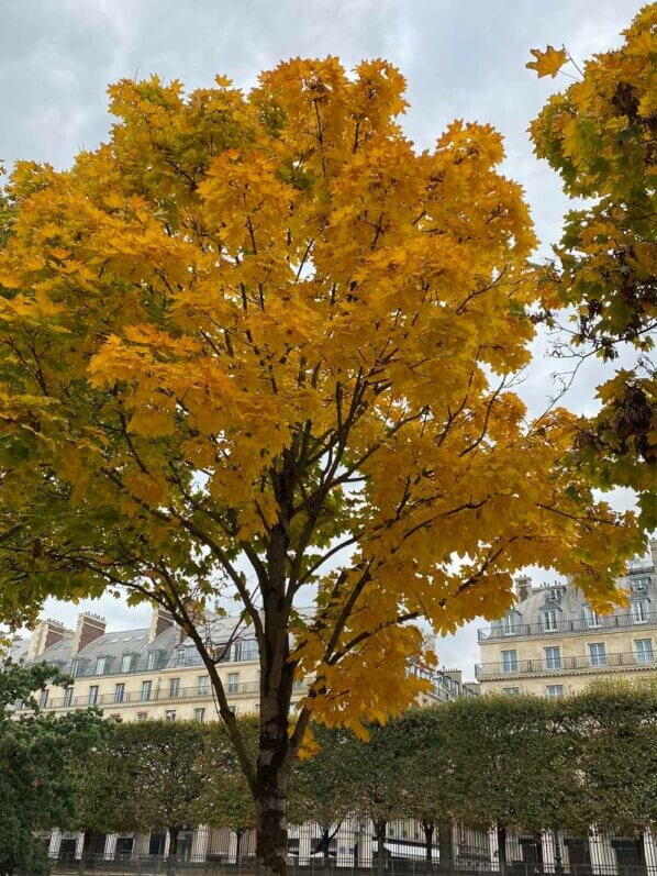 En automne dans le jardin des Tuilerie, Paris 1er (75)