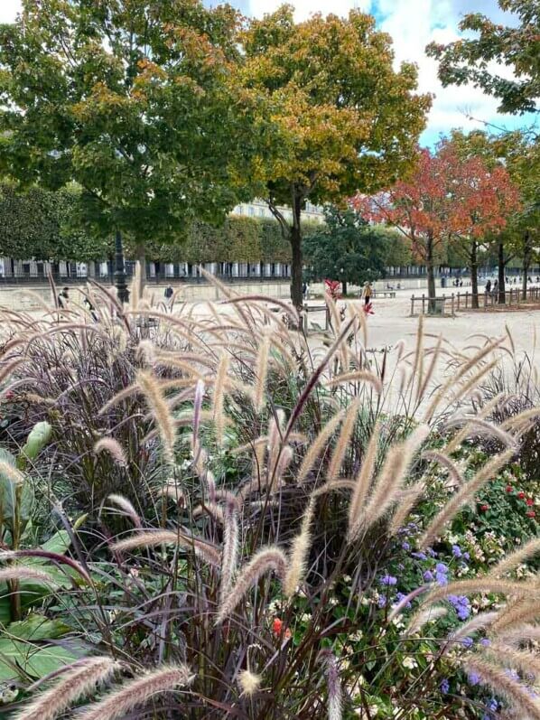 En automne dans le jardin des Tuilerie, Paris 1er (75)