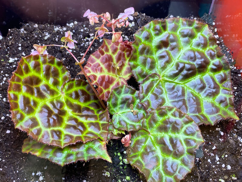 Begonia rajah, Bégoniacées, plante d'intérieur, terrarium, Paris 19e (75)