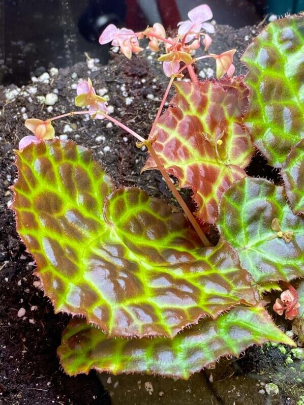 Begonia rajah, Bégoniacées, plante d'intérieur, terrarium, Paris 19e (75)