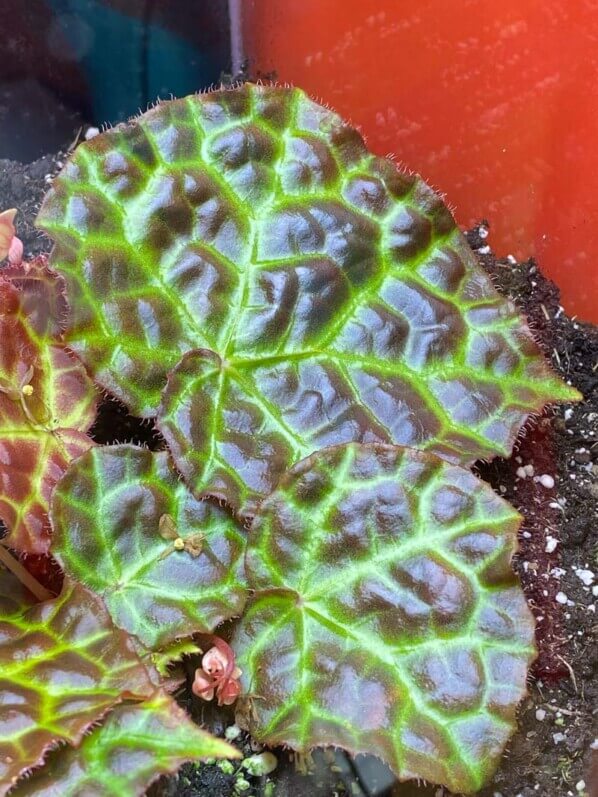 Lire la suite à propos de l’article Mon Begonia rajah