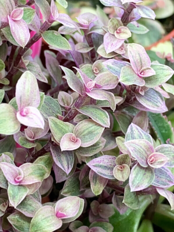 Callisia repens 'Pink Lady', Callisia repens 'Pink Panther', Commélinacées, plante d'intérieur, Paris 19e (75)