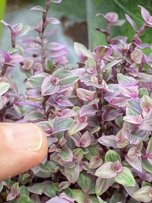 Callisia repens 'Pink Lady', Callisia repens 'Pink Panther', Commélinacées, plante d'intérieur, Paris 19e (75)