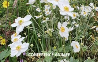 Conférence sur les plantes pour un jardin à l'ombre le 16 octobre 2021