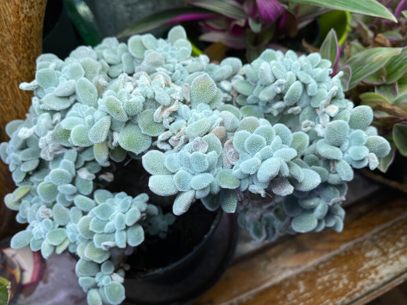 Lire la suite à propos de l’article Beau développement de mon pied d ‘Echeveria pulvinata ‘Frosty’ forme cristata