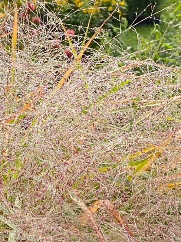 Eragrostis spectabilis, graminée, Journées des plantes, Domaine de Chantilly, Chantilly (60)