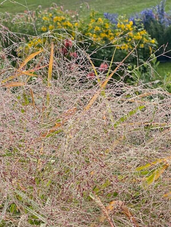 Eragrostis spectabilis, graminée, Journées des plantes, Domaine de Chantilly, Chantilly (60)