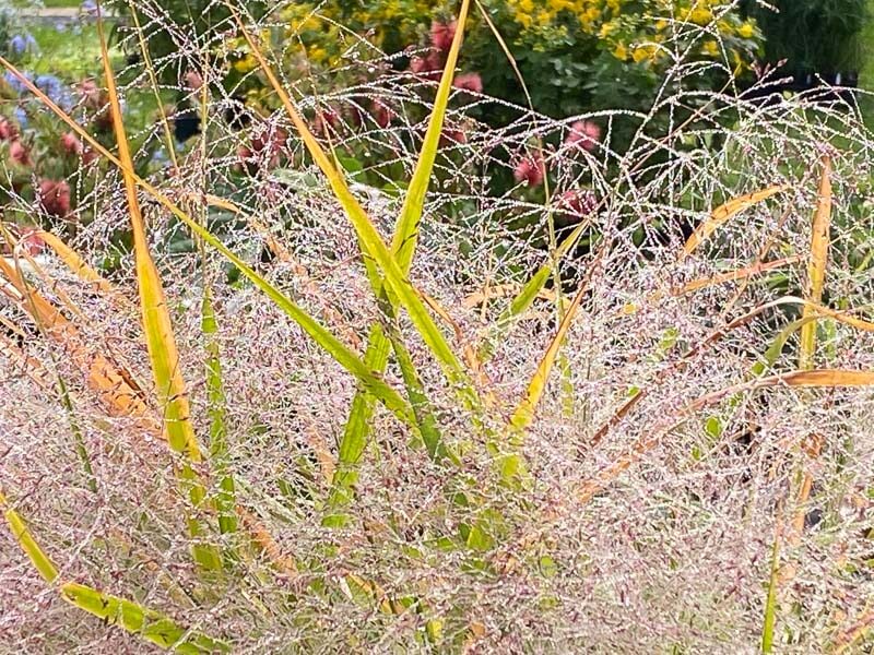 Eragrostis spectabilis, graminée, Journées des plantes, Domaine de Chantilly, Chantilly (60)