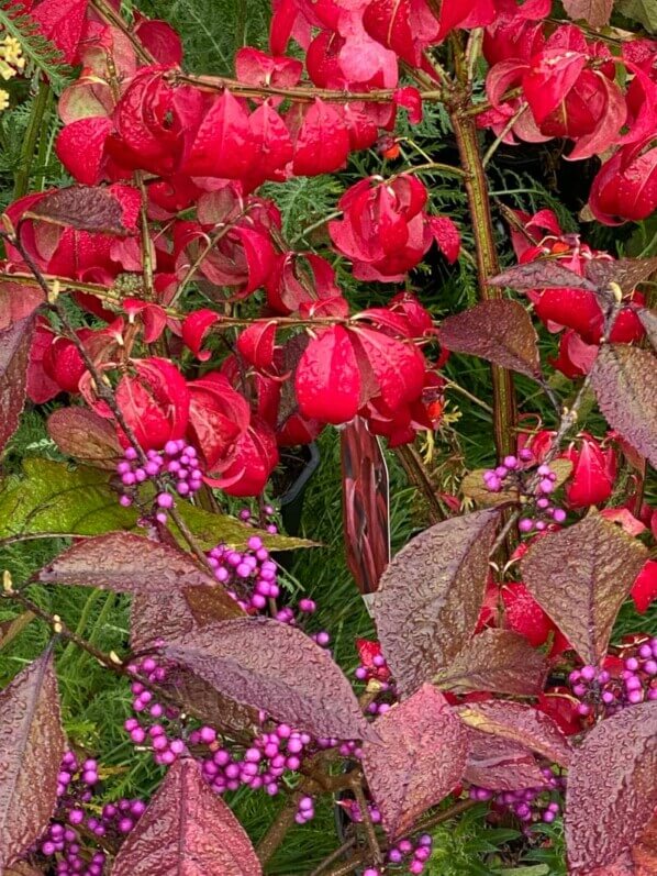 Callicarpa et Euonymus alatus 'Compactus', feuillage d'automne, feuillage rouge, fusain, Journées des plantes, Domaine de Chantilly, Chantilly (60)